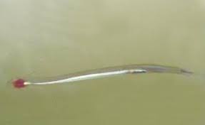 Image result for Vandellia