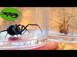 The venom of the brown widow spider is actually more toxic than the black widow spider, but luckily the brown. Black Widow Vs Brown Recluse Which Is Deadlier Youtube