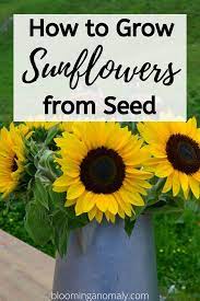 How To Grow Sunflowers From Seed Growing Sunflowers Planting Sunflowers Seedlings Indoors Starting