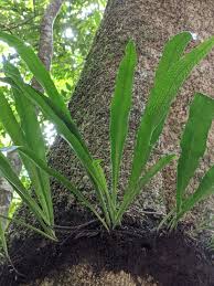 Image result for Microsorum punctatum