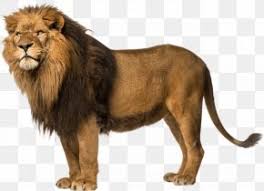 Here are 10 cool facts about lions, acc0rding to the world wildlife fund and just fun facts. Lion King Images Lion King Transparent Png Free Download