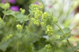 Image result for Alchemilla kiwuensis