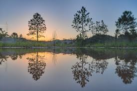 The current spelling is influenced by reflect. Trees Water Reflection Free Photo On Pixabay