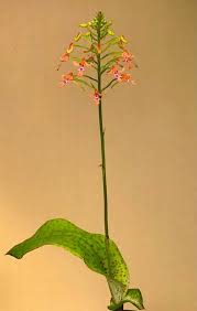 Image result for Cynorkis debilis