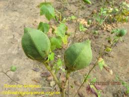 Image result for Azanza lampas