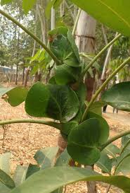 Image result for Lepisanthes senegalensis