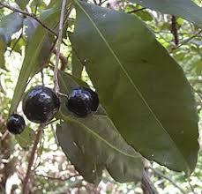 Image result for Elaeodendron matabelicum