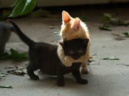 http photosharingsites wordpress com 2014 10 29 cat pictures komik kediler sevimli hayvan yavrulari sevimli kediler