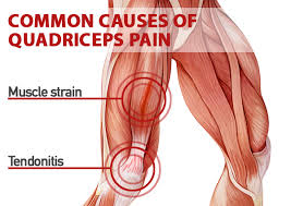 Smooth muscles — sometimes also called involuntary muscles — are usually in sheets, or layers, with one layer of muscle behind the other. Quad Muscles Everything You Need To Know Openfit