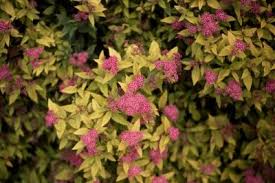 Image result for Spiraea bumalda