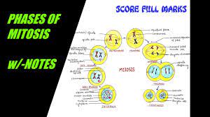 We did not find results for: How To Draw Easily Meiosis Phases Of Meiosis Cell Division W Notes Science Step By Step Youtube