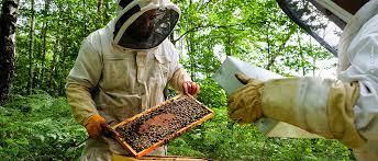 Cependant, des circonstances particulières peuvent les rendent agressives comme mardi au brignon. Le Bonheur Est Dans La Ruche Sud De France