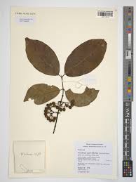 Image result for Psydrax parviflora