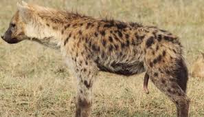 This a female Hyena. Yes that thing on its underbelly is what you think it  is. : roddlyterrifying