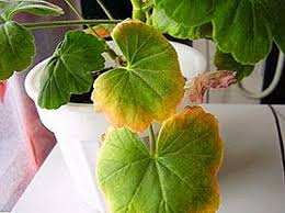 La face supérieure de certaines feuilles présente des auréoles rougeâtres ou jaunâtres, et lorsque l'on. Maladies Des Feuilles De Geranium Pourquoi Petites Ou Noircies Peu Sur La Tige Ou Pas Du Tout Que Faire Si Elles Ne Poussent Pas Ce Qu Elles Et Les Fleurs Elles Aussi Tombent