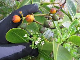 Image result for Psychotria mahonii