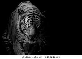 Black And White Tiger Picture Black And White Tiger Portrait In Front Of Black Background Black Backgrounds White Tiger Black And White