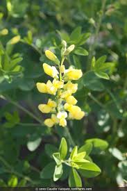 Image result for Baphia speciosa