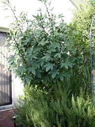 Maybe you would like to learn more about one of these? Plantfiles Pictures Hibiscus Species Roselle Jamaican Tea Maple Leaf Hibiscus Florida Cranberry October Hibiscus R Hibiscus Sabdariffa By Jnana