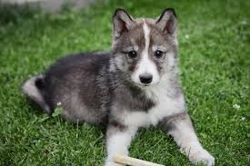 Image result for západosibiřská lajka