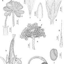 Geranium pavonianum Briq. a. Habit; b & c. leaf; d. flower; e. sepal;... |  Download Scientific Diagram