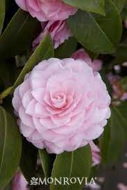 Pearl Maxwell Camellia Camellia Flower Winter Plants Camellia