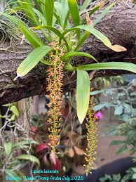 Image result for Liparis tridens