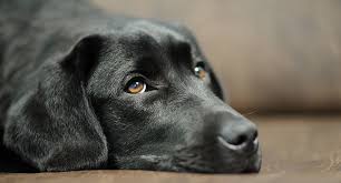 Factors that can affect how long labs live. Labrador Health Problems The Information You Need