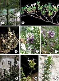 Image result for Solanum grossidentatum