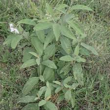 Image result for Solanum campylacanthum 'panduriforme type'