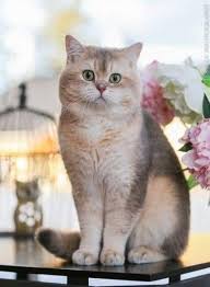 Pin By Basri Uysal On Koshki In 2020 Cat Breeds Beautiful Cats Pretty Cats