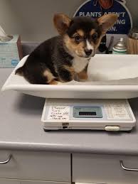 One of our clients dog escaped this afternoon and was last seen near franklin township (crossed over into the canal). Willow Had Her First Vet Visit Today All Good Cute Animals Happy Animals Animals