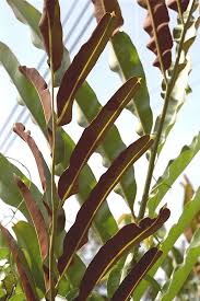 Image result for Acrostichum aureum