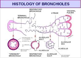 They occupy approximately 5% of the body volume in mammals when relaxed, and their elastic nature allows them to expand and contract with the processes of inspiration and expiration. Respiratory System Anat 502 001 Dr A K Szakal Respiratory System Human Anatomy And Physiology Respiratory