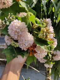 Image result for Dombeya