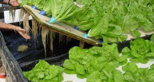 The Easy Off Grid Way To Start An Aquaponics System