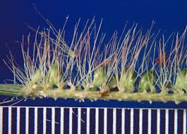 Image result for Setaria parviflora
