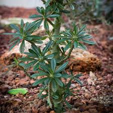 Image result for Dorstenia