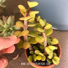 Discover more posts about elephant bush succulent. Portulacaria Afra Elephant Bush Dropping Leaves Is It Dying Succulent Plant Care