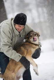If your dog is socialized very quickly, you will reap many benefits. Roughhousing With Dogs Rules And Consequences Smart Animal Training Systems