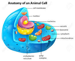 With its catchy rhythm and rhymes, students of all learn. Science Vacuole By Ivory Wang Infographic