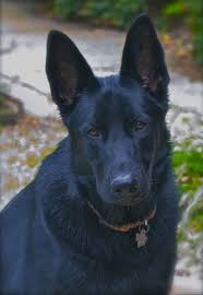 Black And Cream German Shepherd Puppy Black Gsd 10 Months Old What A Beauty Www Capemaydogs Com Black German Shepherd Dog German Shepherd Colors German Shepherd Dogs