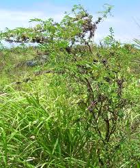 Image result for Indigofera drepanocarpa