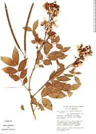 Image result for Senna hirsuta