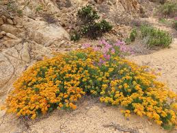 Image result for Heliotropium harareense