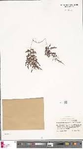 Image result for Hymenophyllum capense