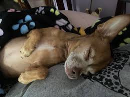 Choco the Macho Chihuahua