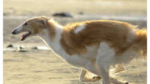 Borzoi at helsinki sighthound club's running practice! The Borzois C Bestie Paws 2021