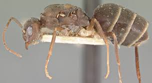 Do ant have a king or queen? Clones Of Crazy Ant Queens Fuel Global Invasion Wired