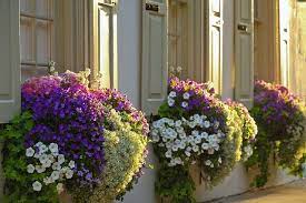 See more ideas about window boxes, window box, garden windows. Window Box Ideas Window Box Flowers Window Box Plants Flower Boxes